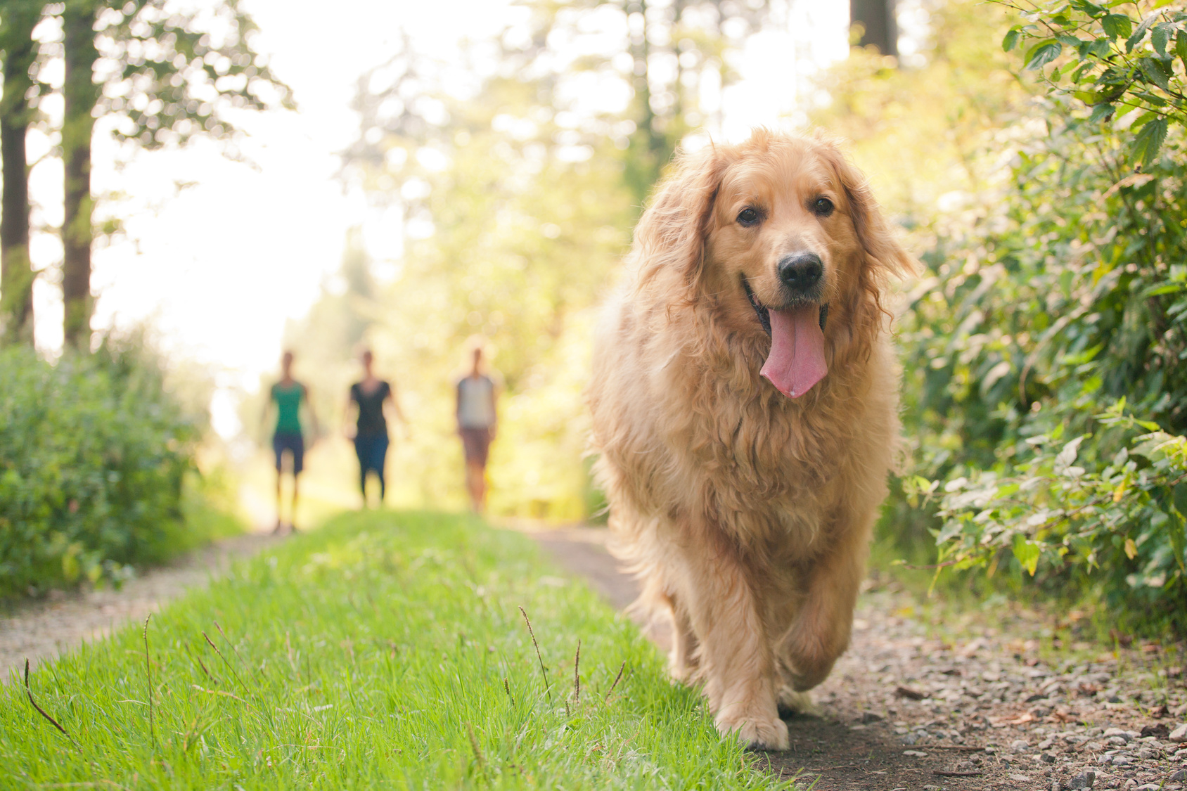 golden Retriever with group of people friends in behind walking